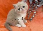 Flounder - Exotic Kitten For Sale - Henderson&comma; CO&comma; US