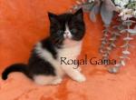 Sebastian - Exotic Kitten For Sale - Henderson&comma; CO&comma; US