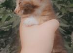 Mapel - American Shorthair Kitten For Sale - Columbus&comma; GA&comma; US