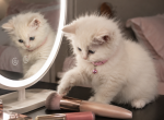 Millie - Ragdoll Kitten For Sale - Dearborn&comma; MI&comma; US