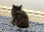 Max - Scottish Fold Kitten For Sale - 