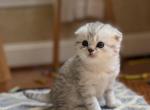 Silver Scottish Fold Kitten - Scottish Fold Kitten For Sale - Sterling&comma; VA&comma; US