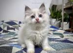 Draco - Ragdoll Kitten For Sale - Tuscaloosa&comma; AL&comma; US