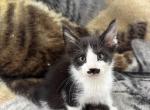 Male Maine Coon - Maine Coon Kitten For Sale - 