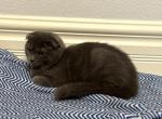 Bella - Scottish Fold Kitten For Sale - Chariton&comma; IA&comma; US