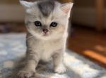 Silver shaded Scottish Straight kitten - Scottish Straight Kitten For Sale - 