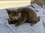 Mila - Scottish Fold Kitten For Sale - Chariton&comma; IA&comma; US