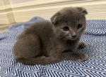 Chloe - Scottish Fold Kitten For Sale - 