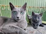 Kittens - Russian Blue Kitten For Sale - Charlotte&comma; NC&comma; US