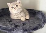Sofi - Scottish Fold Kitten For Sale - Philadelphia&comma; PA&comma; US