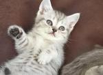 Liki - Scottish Fold Kitten For Sale - Philadelphia&comma; PA&comma; US