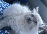 Tofu - Ragdoll Kitten For Sale - 