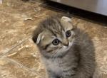 Tomi - Scottish Fold Kitten For Sale - Philadelphia&comma; PA&comma; US