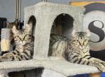 Dallas - American Curl Cat For Adoption - 