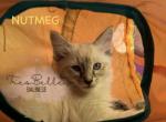 Nutmeg RESERVED - Balinese Kitten For Sale - 