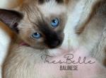 Chai RESERVED - Siamese Kitten For Sale - CA&comma; US