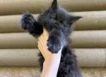 Black mainecoon - Maine Coon Kitten For Sale - Lancaster&comma; PA&comma; US