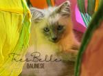 Pepper RESERVED - Balinese Kitten For Sale - CA&comma; US