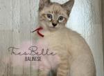 Saffron - Siamese Kitten For Sale - 