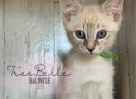 Basil - Siamese Kitten For Sale - 