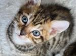 Aiden - Bengal Kitten For Sale - Punta Gorda&comma; FL&comma; US