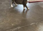 Bobtail  red male - American Bobtail Kitten For Sale - Lancaster&comma; PA&comma; US