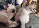 Beautiful Litter of the Siamese Breed - Siamese Kitten For Sale - Brooklyn&comma; NY&comma; US