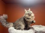 Xavier mainecoon with titles - Maine Coon Cat For Sale - Lancaster&comma; PA&comma; US