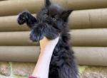 Titular parents boy black color mainecoon - Maine Coon Kitten For Sale - Philadelphia&comma; PA&comma; US