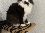 Titular parents boy black color mainecoon - Maine Coon Kitten For Sale - Lancaster&comma; PA&comma; US