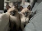 Siamese Kittens for a Forever Home - Siamese Kitten For Sale - 