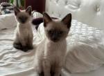 Bonded Pair Litter What a Treat - Siamese Kitten For Sale - 
