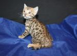Kato - Bengal Kitten For Sale - Valparaiso&comma; IN&comma; US