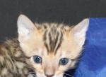 Kari - Bengal Kitten For Sale - Valparaiso&comma; IN&comma; US