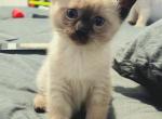Cutest Siamese Kittens - Siamese Kitten For Sale - 