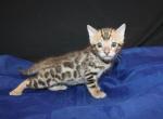 Kai - Bengal Kitten For Sale - Valparaiso&comma; IN&comma; US