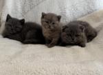 Scottish Fold & Scottish Straight Kittens - Scottish Fold Kitten For Sale - 