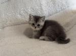 Scottish Straight Silver Shaded Teddy Bear Kit - Scottish Straight Kitten For Sale - Charlotte&comma; NC&comma; US