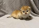 Brie Longhair - Scottish Fold Kitten For Sale - 