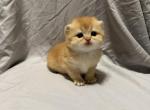 Colby - Scottish Fold Kitten For Sale - Puyallup&comma; WA&comma; US