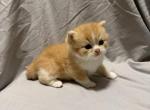 Sparky - Scottish Straight Kitten For Sale - 