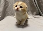 Blaze - Scottish Fold Kitten For Sale - Puyallup&comma; WA&comma; US