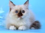 Elli - Siberian Kitten For Sale - Pembroke Pines&comma; FL&comma; US