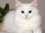 Hermes - Siberian Kitten For Sale - Pembroke Pines&comma; FL&comma; US