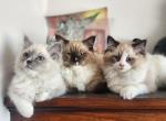 Blue Mitted Ragdoll - Ragdoll Kitten For Sale - PA&comma; US
