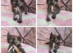 Hybrid - Maine Coon Kitten For Sale - Frenchtown&comma; MI&comma; US