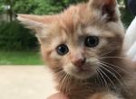 Homestead Kittens - American Shorthair Kitten For Sale - Rittman&comma; OH&comma; US