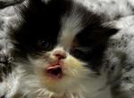Cfa black bicolor female - Persian Kitten For Sale - Woodburn&comma; IN&comma; US