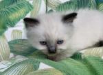 Purebred Seal Point female Siamese kitten - Siamese Kitten For Adoption - NJ&comma; US