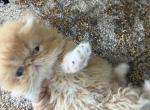 Exotic Longhair female red and white - Persian Kitten For Sale - Palm Coast&comma; FL&comma; US